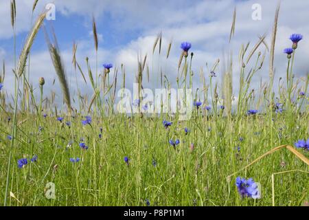 Fioritura Cornflowers in wheatfield Foto Stock