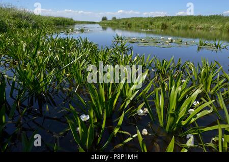 Fioritura soldato di acqua Foto Stock