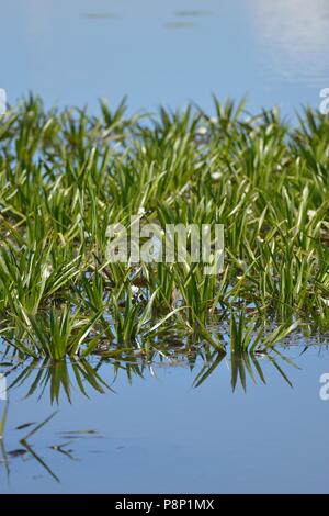 Fioritura Walter soldato Foto Stock