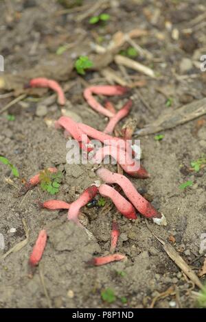 Rosy Stinkhorn Foto Stock