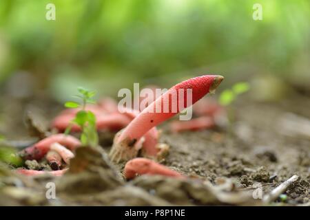 Rosy Stinkhorn Foto Stock