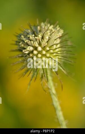 Giallo-Teasel fiore cresce su ruvida bagnata Foto Stock