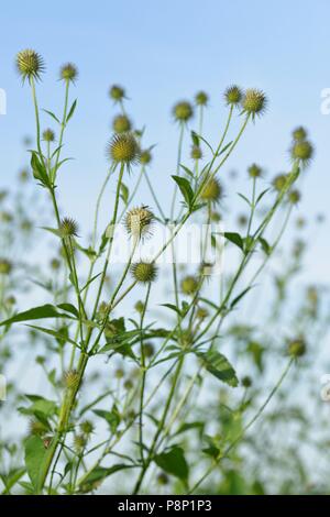 Giallo-Teasel fiore cresce su ruvida bagnata Foto Stock