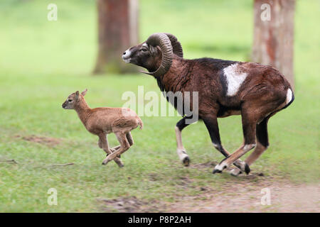 Muflone di ram e su cui è installato insieme con un giovane agnello. Foto Stock