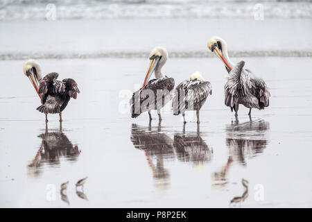 Il gruppo di quattro peruviano pellicani (Pelecanus thagus) permanente sulla spiaggia toelettatura loro piume Foto Stock