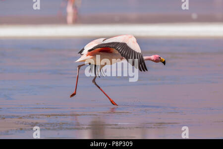 James's Flamingo (Phoenicoparrus jamesi) prendendo il largo Foto Stock