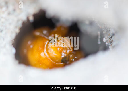 Pino larve chafer Foto Stock