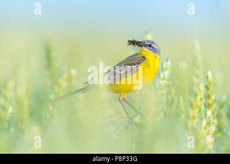 Blue-headed Wagtail con gli insetti catturati Foto Stock