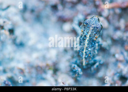 Giovani natterjack toad Foto Stock