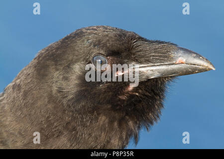 Comune Headshot Raven Foto Stock