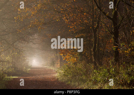 Pista forestale in autunno Foto Stock