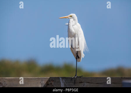 Airone bianco maggiore (Ardea alba) in appoggio su una recinzione Foto Stock