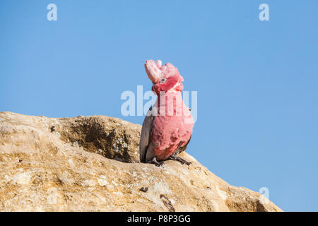 Galah (Eolophus roseicapilla) femmina seduto sulla roccia nel Deserto Pinnacles Foto Stock