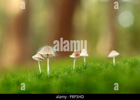 Mycena epipterygioides (Eleanor Yarrow) su moss in una foresta di pini. Foto Stock