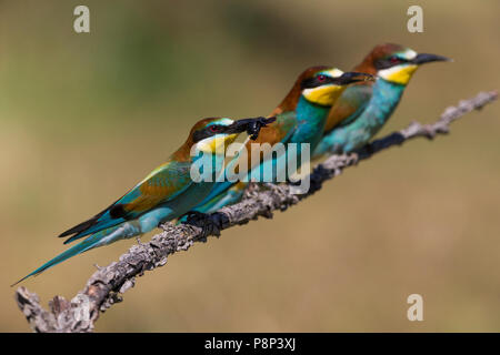 Tre comunità i gruccioni (Merops apiaster) appollaiato su un ramo Foto Stock