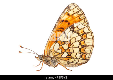 Heath fritillary isolata contro uno sfondo bianco Foto Stock