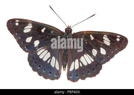 Bianco del sud admiral isolata contro uno sfondo bianco Foto Stock