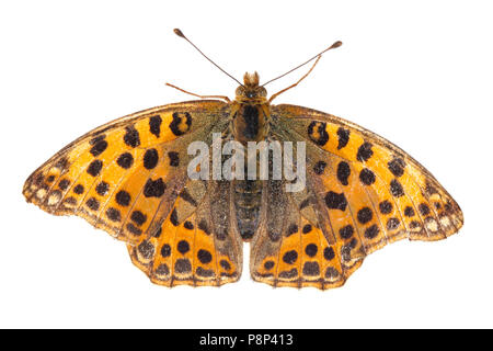 La regina di Spagna fritillary isolata contro uno sfondo bianco Foto Stock