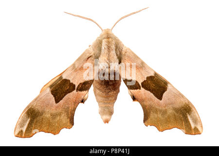 Lime Hawk-moth isolata contro uno sfondo bianco Foto Stock