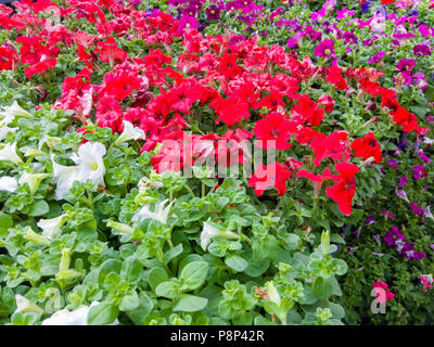 Display colorato di bianco, rosso e viola nelle petunie in vaso per la vendita in un vivaio o negozio in primavera Foto Stock