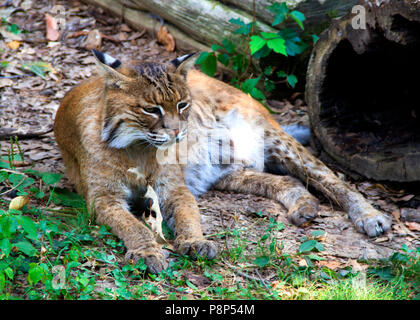 Bobcat (Lynx rufus) di appoggio nella foresta Foto Stock