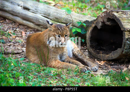 Bobcat (Lynx rufus) rilassante in erba Foto Stock