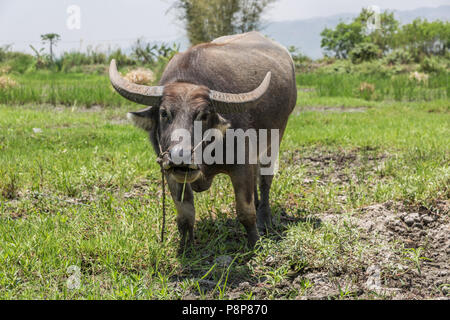 Bufalo d'acqua asiatico domestico (Bubalus bubalison) che pascolano su un campo, Nyaungshwe, Myanmar (Birmania) Foto Stock