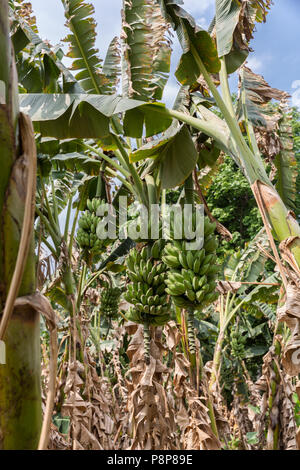 Banane che crescono sugli alberi, Hanthawaddy, Myanmar (Birmania) Foto Stock