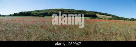 Panorama di un campo di papavero rosso vicino alla A64 in Scarborough a York road con hill e alberi in background. Foto Stock