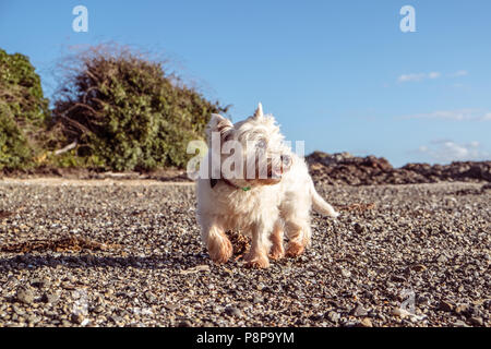 Sana cane senior di esplorare la spiaggia di ciottoli con conchiglie e ciottoli - West Highland White Terrier westie in Nuova Zelanda, NZ. Il cane è di 12 anni. Foto Stock