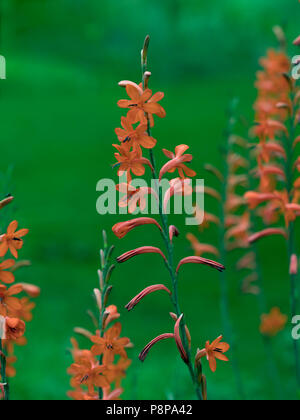 Bugle lily Watsonia pillansii Foto Stock