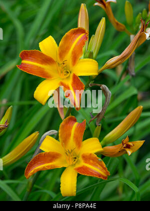 Hemerocallis 'Frans Hals' daylily 'Frans Hals' Foto Stock