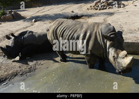 Madrid, Spagna. 12 Luglio, 2018. Due rinoceronte bianco non si raffredda in acqua nel loro recinto a zoo di Madrid, dove le alte temperature raggiunte fino 34º gradi centigradi durante le ore pomeridiane. Credito: Jorge Sanz/Pacific Press/Alamy Live News Foto Stock