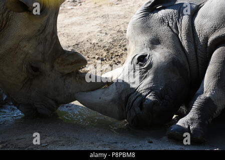 Madrid, Spagna. 12 Luglio, 2018. Due rinoceronte bianco raffigurata nel loro recinto a zoo di Madrid, dove le alte temperature raggiunte fino 34º gradi centigradi durante le ore pomeridiane. Credito: Jorge Sanz/Pacific Press/Alamy Live News Foto Stock