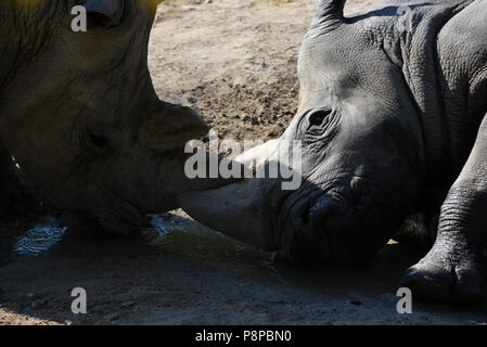 Madrid, Spagna. 12 Luglio, 2018. Due rinoceronte bianco raffigurata nel loro recinto a zoo di Madrid, dove le alte temperature raggiunte fino 34º gradi centigradi durante le ore pomeridiane. Credito: Jorge Sanz/Pacific Press/Alamy Live News Foto Stock