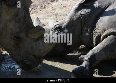 Madrid, Spagna. 12 Luglio, 2018. Due rinoceronte bianco non si raffredda in acqua nel suo involucro a zoo di Madrid, dove le alte temperature raggiunte fino 34º gradi centigradi durante le ore pomeridiane. Credito: Jorge Sanz/Pacific Press/Alamy Live News Foto Stock