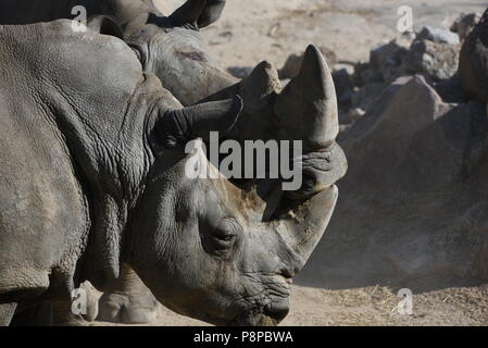 Madrid, Spagna. 12 Luglio, 2018. Due rinoceronte bianco raffigurata nel loro recinto a zoo di Madrid, dove le alte temperature raggiunte fino 34º gradi centigradi durante le ore pomeridiane. Credito: Jorge Sanz/Pacific Press/Alamy Live News Foto Stock