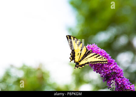 Close-up di giallo e nero a farfalla a coda di rondine arroccato su pink butterfly bush fiori con sfondo bianco Foto Stock