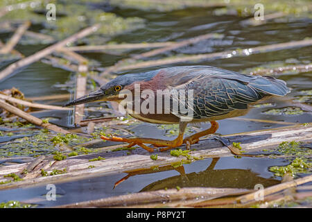 Airone verde (Butorides virescens) caccia in una di acqua fresca nella palude Yolo County in California Foto Stock