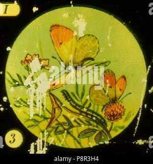 . 72 farfalle Tafel immagine I 3 Foto Stock