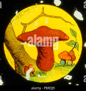 . 428 Monaco la raccolta di funghi foto 5 Foto Stock