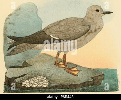 . 53 Beitrag zur fauna Centralpolynesiens. Ornithologie der Viti- Samoa- und Tonga-inselnPl13 parte03 Procelsterna albivitta Foto Stock