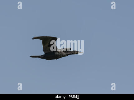 Poco cormorano (Microcarbo niger) in volo. Foto Stock