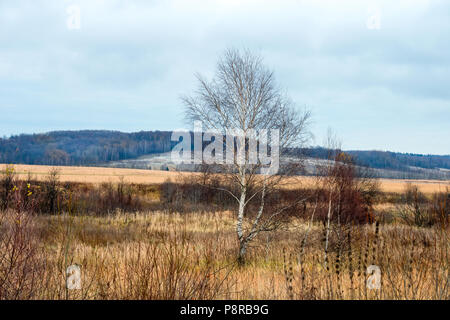 La Betulla senza foglie nel tardo autunno. Paesaggio autunnale. Foto Stock