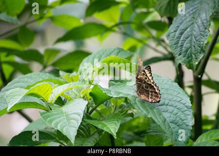 Farfalla civetta strisciando sulla ricca, verde giungla tropicale lascia nel paradiso tropicale del Costa Rica. Camera per il tipo e la copia dell'annuncio. Foto Stock