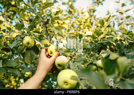 Il maschio di mano durante la raccolta di mele in un giardino all'aperto Foto Stock