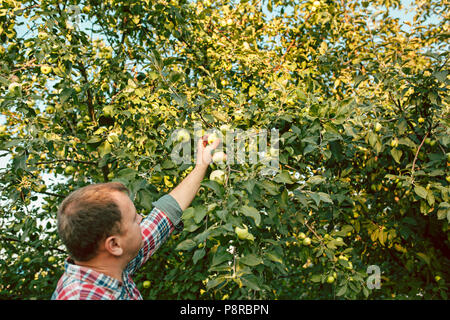 Il maschio di mano durante la raccolta di mele in un giardino all'aperto Foto Stock