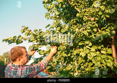 Il maschio di mano durante la raccolta di mele in un giardino all'aperto Foto Stock