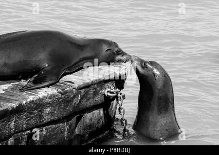 Due sea lion sniff ogni altro. I leoni di mare a San Francisco Pier 39 Fisherman Wharf è diventata una grande attrazione turistica. Foto Stock