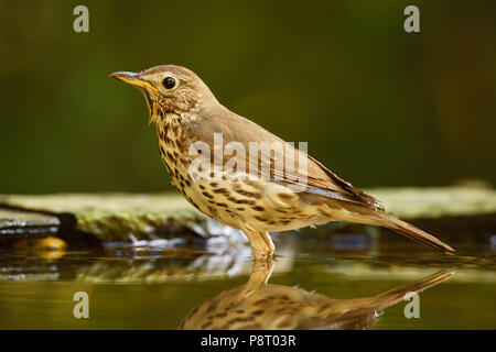 Tordo Bottaccio - Turdus philomelos, poco appariscente canzone uccello dalle foreste europee e dei boschi. Foto Stock